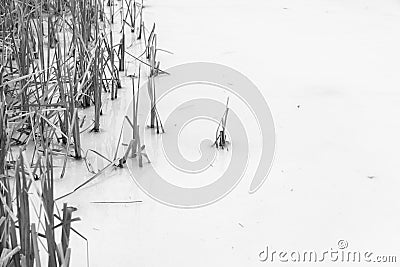 Frozen reeds Stock Photo