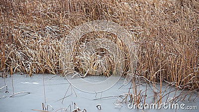 Frozen reeds in a swamp in the forest. Winter season, January Stock Photo
