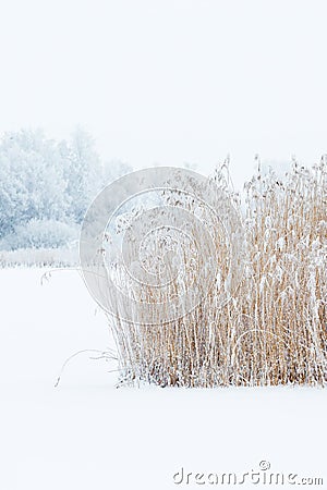 Frozen reeds in winter landscape Stock Photo