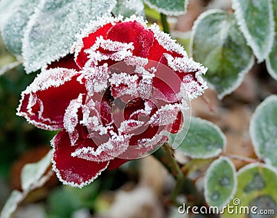 Frozen rose Stock Photo