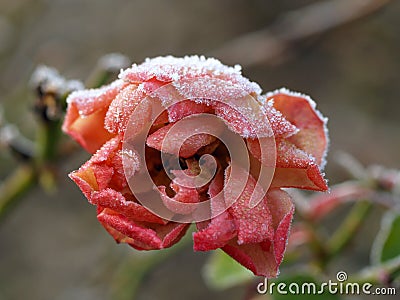 A frozen rose Stock Photo