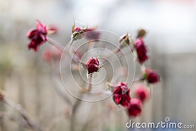 Frozen rose Stock Photo