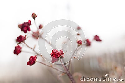 Frozen rose Stock Photo