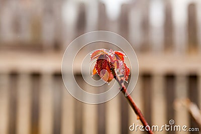 Frozen rose Stock Photo