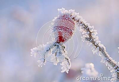 Frozen rose hip Stock Photo