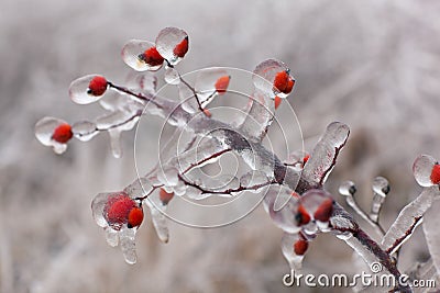 The frozen rose hip Stock Photo