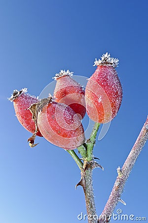 Frozen rose hips Stock Photo