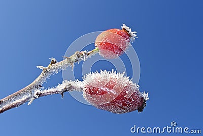 Frozen rose hips Stock Photo