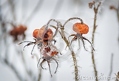 Frozen rose hips on the branches Stock Photo