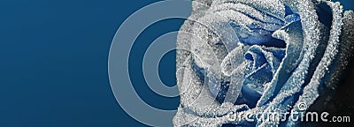 A frozen rose in the snow. Close-up. Winter background. Stock Photo