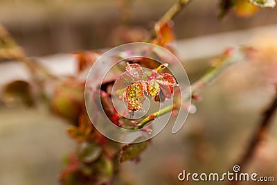 Frozen rose in winter time Stock Photo