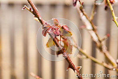 Frozen rose in winter time Stock Photo