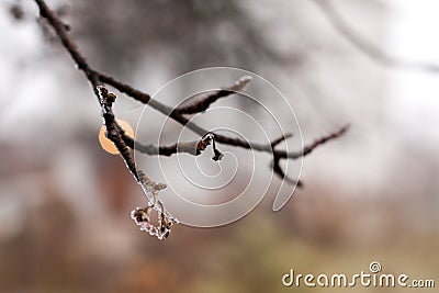 Frozen rose in winter time Stock Photo