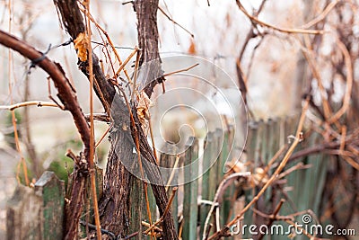 Frozen rose in winter time Stock Photo