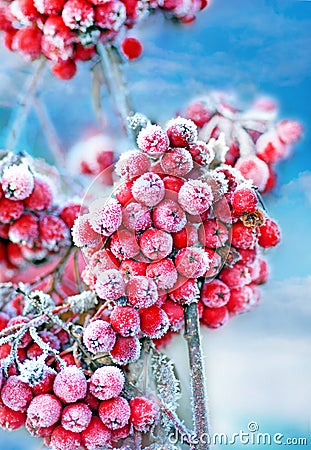 Frozen rowan berries Stock Photo