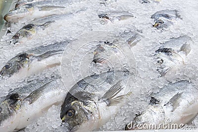 Frozen sea bream fish Stock Photo