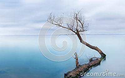 Frozen sea with one lonely tree - silent calmness. Stock Photo