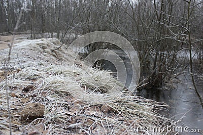 Frozen shore with white grass in the park Stock Photo