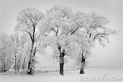 Frozen snow on trees on a rural winter road Stock Photo