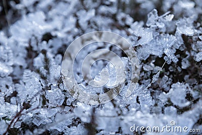 Frozen Snowflake on tree branche Stock Photo