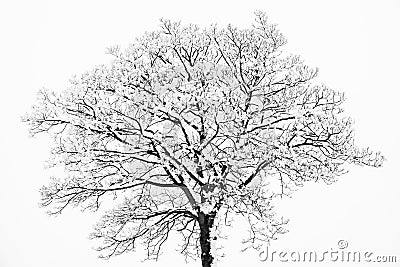 Frozen snowy trees and branches in freezing winter landscape Stock Photo