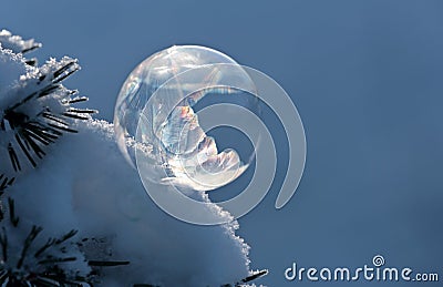 Frozen soap bubbles on a pine branch Stock Photo