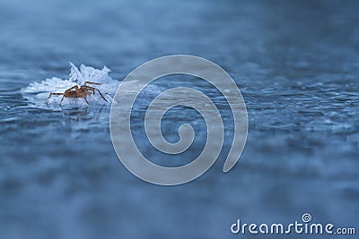 Frozen spider on ice in winter Stock Photo