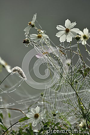 Frozen spider web Stock Photo
