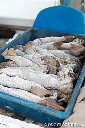 Frozen squid for fishing bait thawing in a tray with shallow depth of field Stock Photo