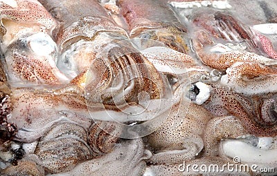 Frozen squid from the Indian Ocean Stock Photo