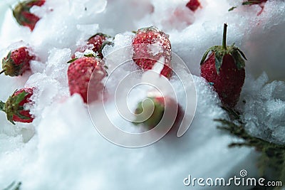 Frozen strawberries in the snow and ice Stock Photo