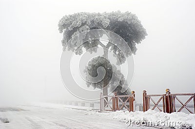 A frozen tree Stock Photo