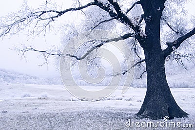 Frozen Tree Stock Photo