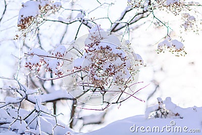 Budding tree damaged by frost. Frozen tree branch in winter. Stock Photo