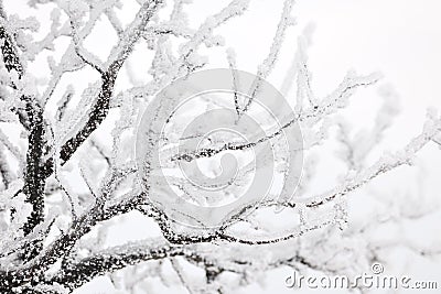 Frozen tree branches Stock Photo