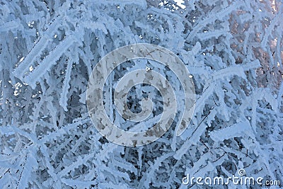 Frozen tree branches Stock Photo