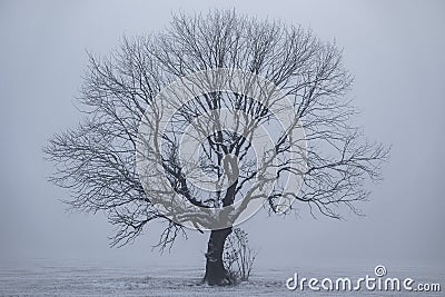 Frozen tree in the cold field at winter time Stock Photo