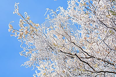 Frozen tree Stock Photo