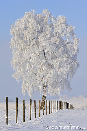 Frozen Tree in winter Stock Photo