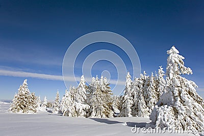 Frozen trees Stock Photo
