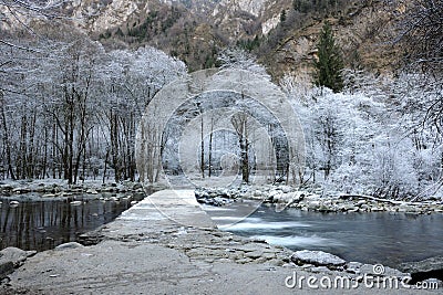 Frozen trees Stock Photo