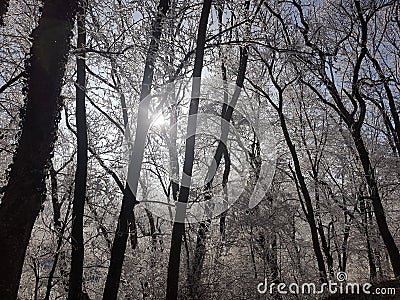 Frozen Trees- Winter - Switzerland Stock Photo