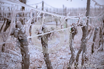Frozen vineyard in foggy winter. Stock Photo