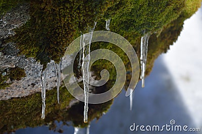 Frozen water drops. Macro with icicles hanging on rock with moss. Location: Rascafria, Madrid, Spain Stock Photo