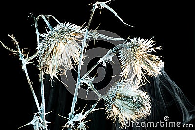 Frozen weed flower Stock Photo