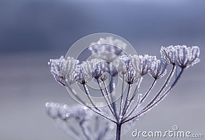 Frozen Wildflower Snow white winter Impressions Stock Photo