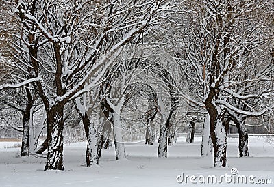 Frozen willow trees in a snowy landscape Stock Photo