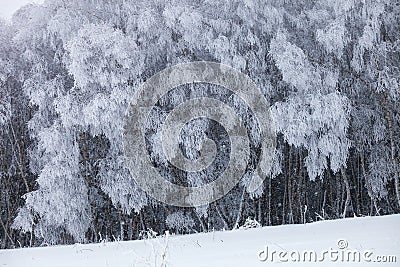 Frozen winter forest landscape. Snowbound trees Stock Photo