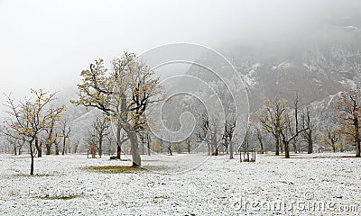 Frozen world~ Snow covered maple trees standing on the meadow Stock Photo