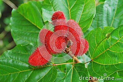 Fruit Achiote on tree Stock Photo